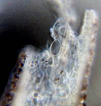 Psathyrella corrugis image