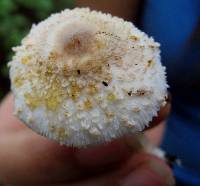 Leucocoprinus cepistipes image