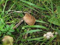 Psilocybe muliercula image