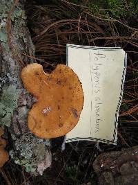 Polyporus alveolaris image