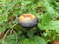 Psilocybe muliercula image