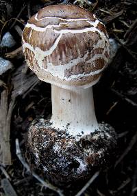 Chlorophyllum brunneum image