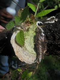 Trametes villosa image