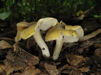 Tricholoma sejunctum image