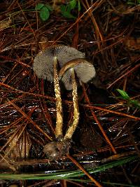 Psilocybe zapotecorum image