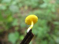 Pluteus chrysophlebius image