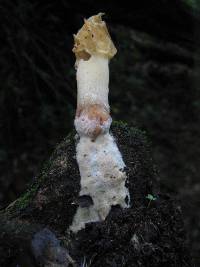 Morchella rufobrunnea image