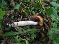 Psilocybe muliercula image