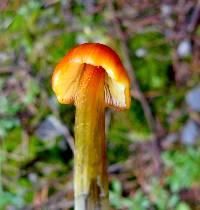 Hygrocybe conica image