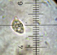 Chromosera cyanophylla image