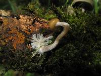 Psilocybe aztecorum image