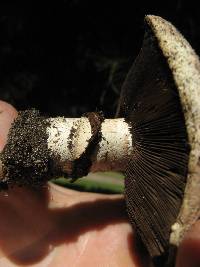 Agaricus bitorquis image