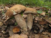 Boletus variipes image