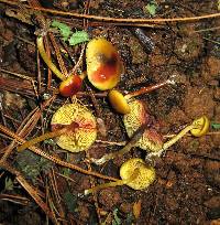 Image of Agaricus coloreus