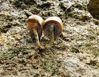 Psilocybe zapotecorum image