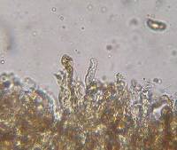 Inocybe calamistrata image