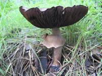 Agaricus californicus image