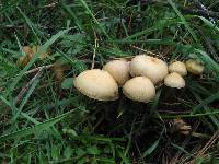 Psilocybe aztecorum image