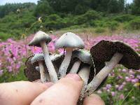 Psilocybe caerulescens image