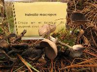 Helvella macropus image