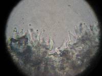Psilocybe zapotecorum image
