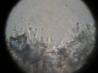 Psilocybe zapotecorum image