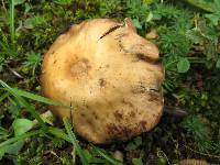 Psilocybe muliercula image