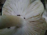 Tricholoma sejunctum image