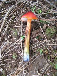 Hygrocybe conica image