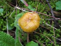 Hygrophorus hypothejus image