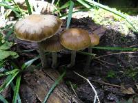 Psilocybe aztecorum image