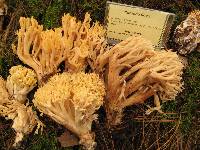 Ramaria flava image