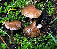 Psilocybe aztecorum image