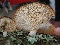 Polyporus alveolaris image