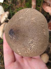 Macrolepiota procera var. procera image