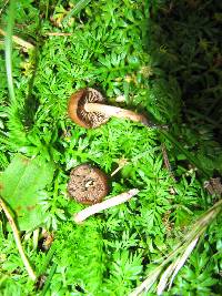 Psilocybe muliercula image