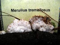 Merulius tremellosus image