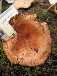 Lactarius salmonicolor image