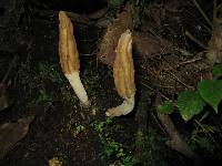 Morchella rufobrunnea image