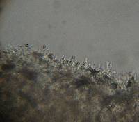 Psilocybe zapotecorum image