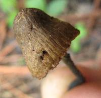 Inocybe calamistrata image