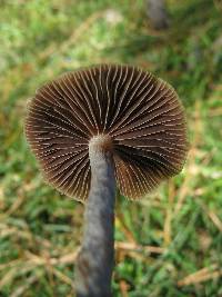 Psilocybe aztecorum image