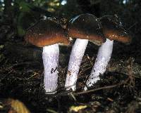 Cortinarius vanduzerensis image