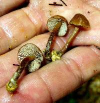 Psilocybe muliercula image