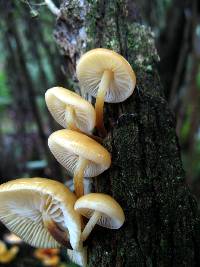 Flammulina mexicana image