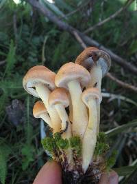 Hypholoma fasciculare image