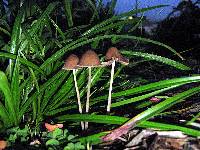 Psathyrella corrugis image