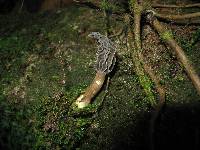 Morchella rufobrunnea image