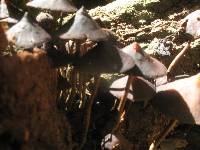 Psilocybe yungensis image