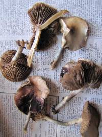 Psilocybe ovoideocystidiata image